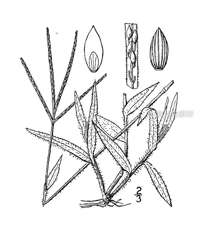 古植物学植物插图:Syntherisma serotina，晚开花指草